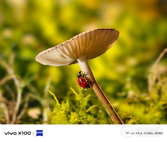 vivo X100和iQOO 12哪个拍照比较好看